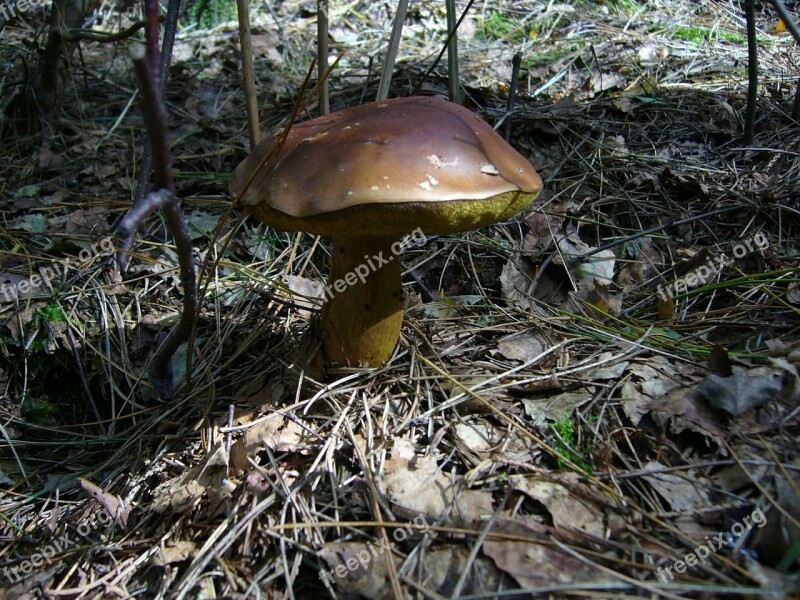 Mushroom Chestnut Forest Free Photos