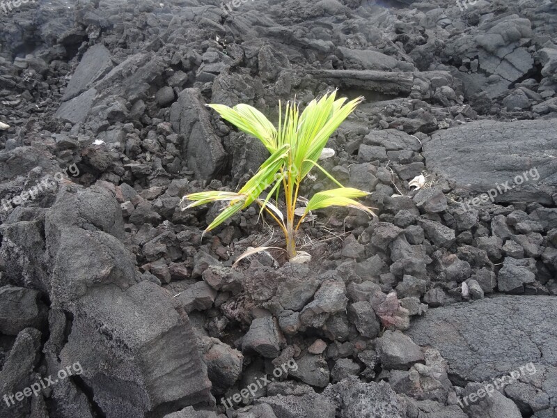 New Beginning Lava Nature Plant Volcanic