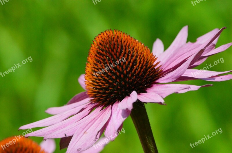 Coneflower Flower Blossom Bloom Close Up