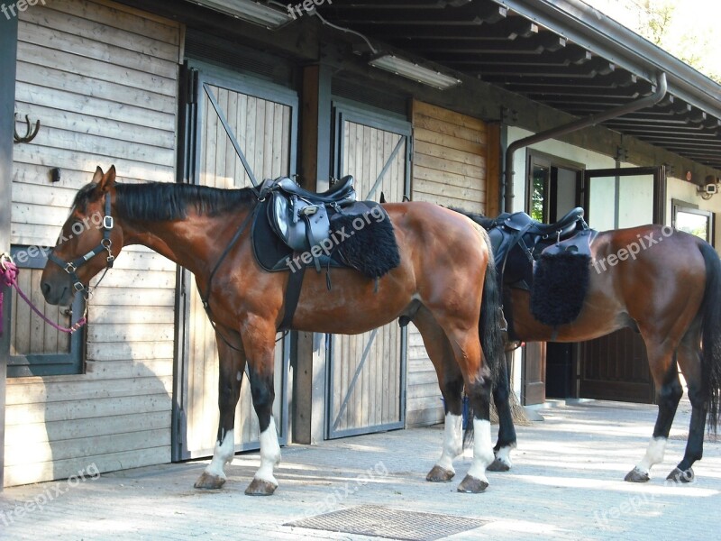 Horses Stable Free Photos