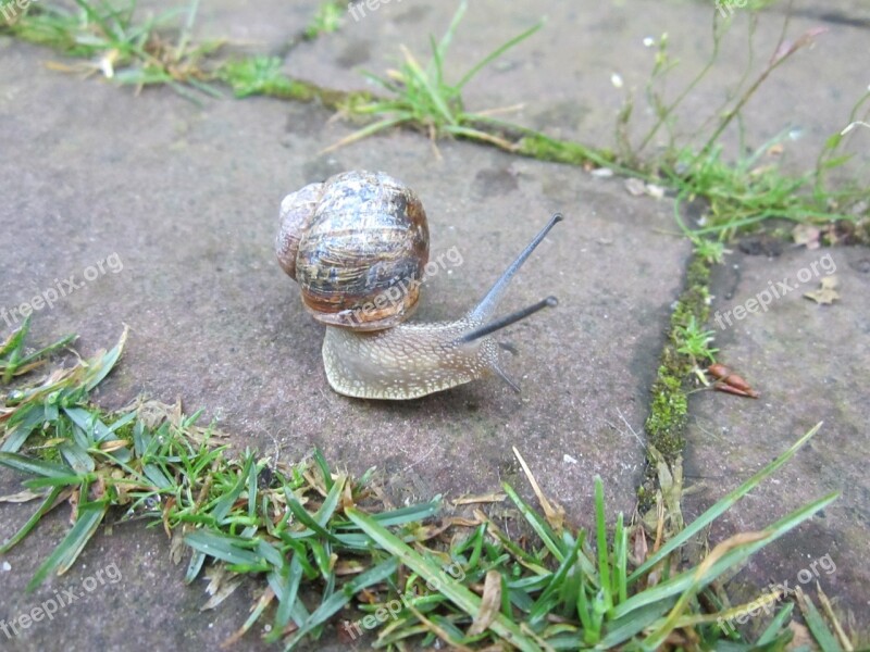 Snail Animal Shell Watch Nature