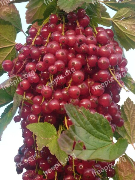 Currants Fruit Plant Sour Sweet