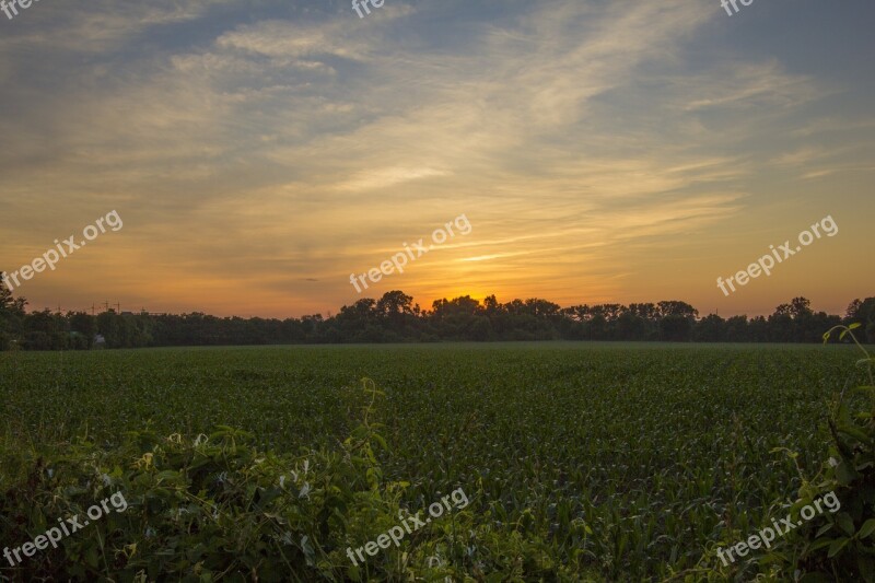 Sunset Corn Field Field Nature Landscape