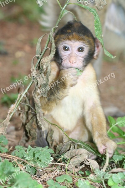 Monkey Baby Nature äffchen Forest