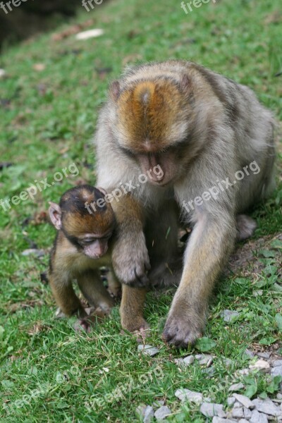 Monkey Baby Nature Forest Enclosure