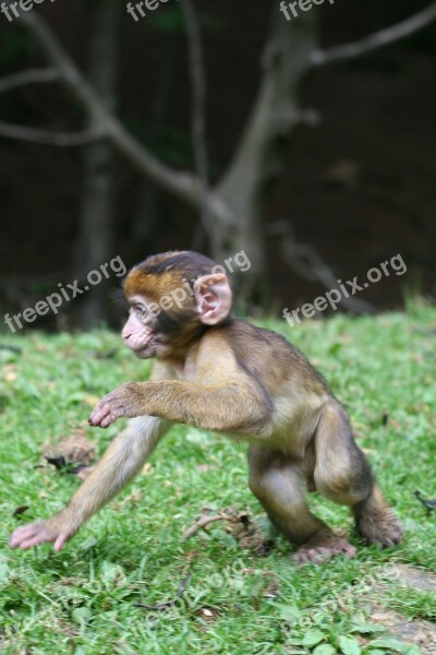 Monkey Baby Nature Forest Enclosure