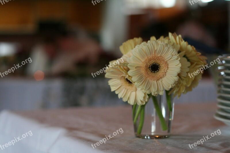 Flower Gerbera Small Decoration Flowers