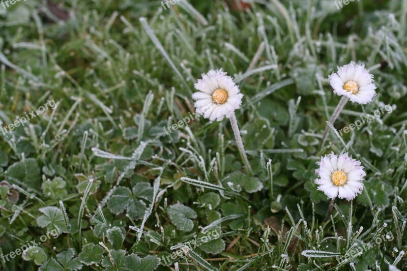 Daisy Ice Meadow Blades Of Grass Winter