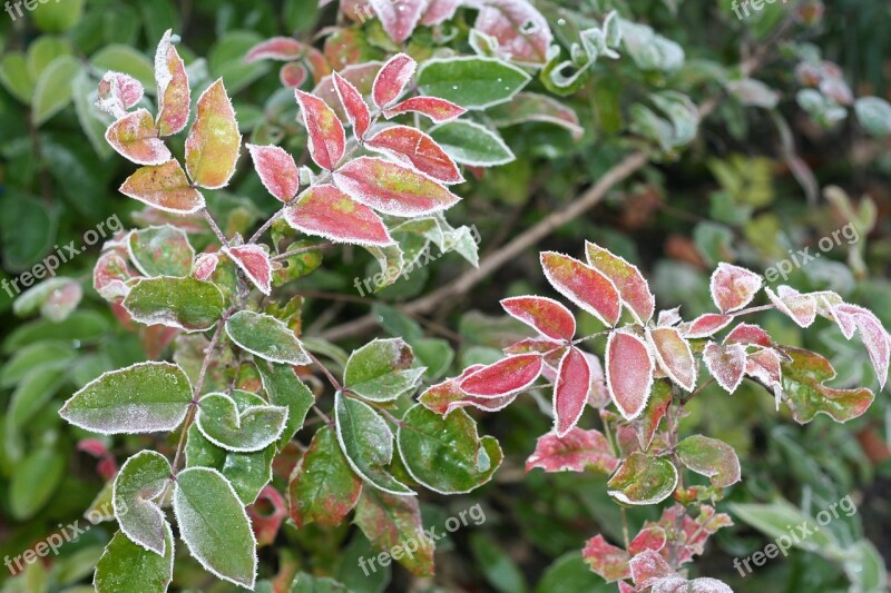 Leaves Autumn Colored Icy Laurel