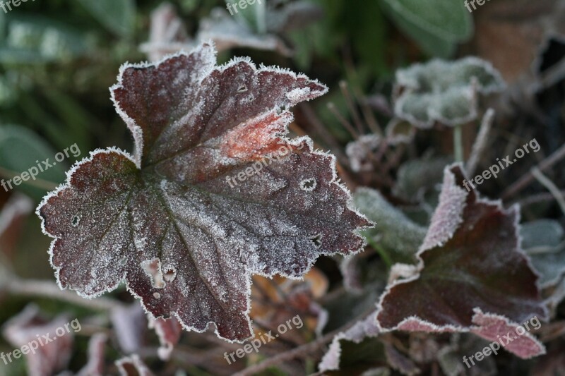 Leaf Ice Hoarfrost Frozen Nature