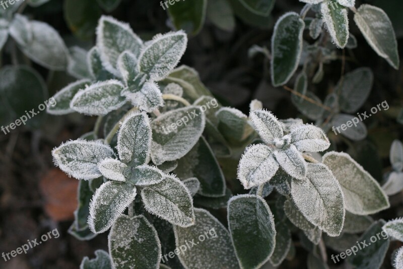 Ice Flower Silver Hoarfrost Sage