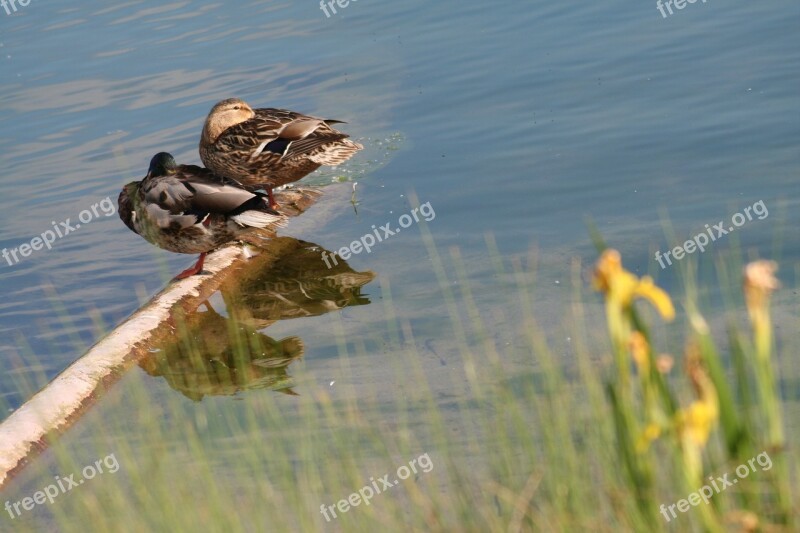 Ducks Couple Sleep Rest Water