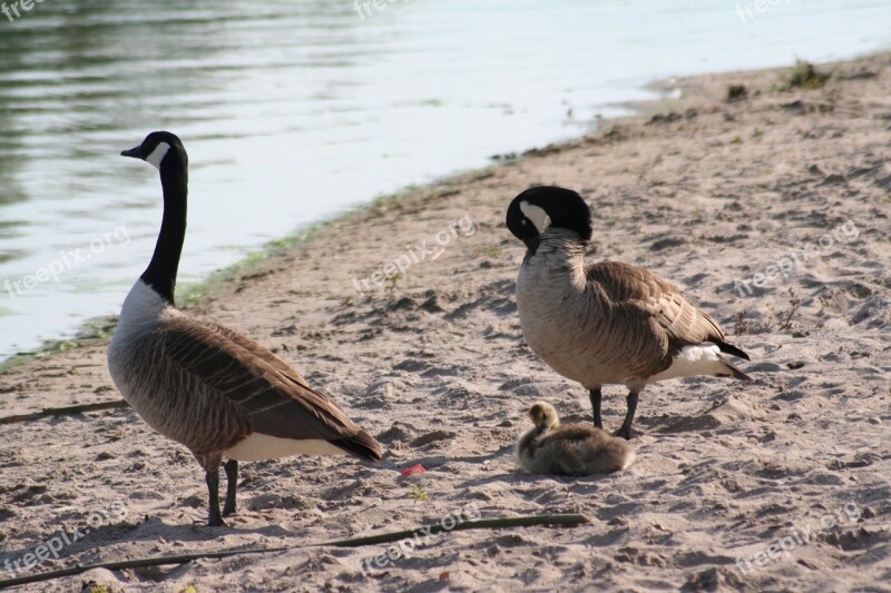 Ducks Lake Bank Waters Pond