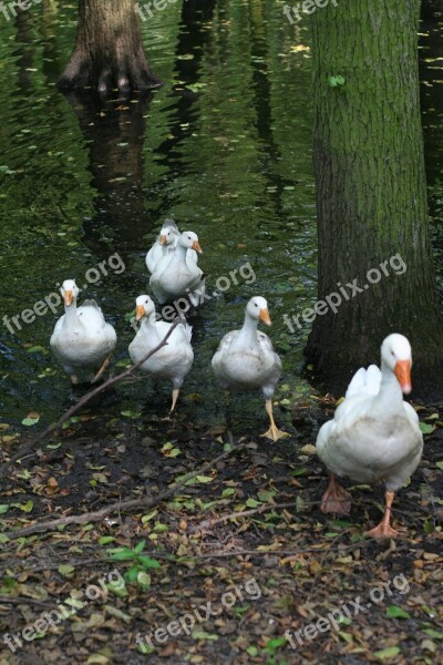 Geese Flock Nature Water Park