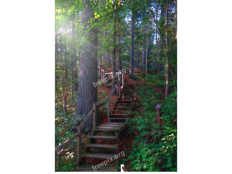 Woods Forrest Trail Stairs Pine Forest