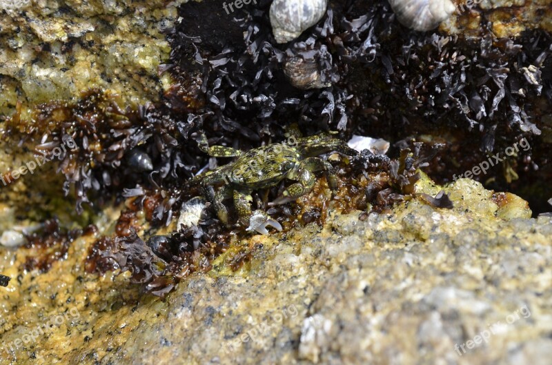 Asilomar-tidepools Crab Ocean Sea Wildlife