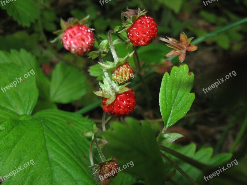 Strawberries Fragaria Wild Nature Organic