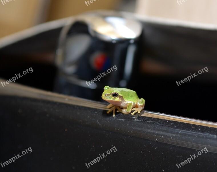 Frog Tree Frogs Amphibians Free Photos