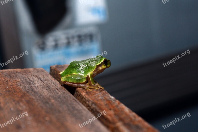 Frog Tree Frogs Amphibians Free Photos