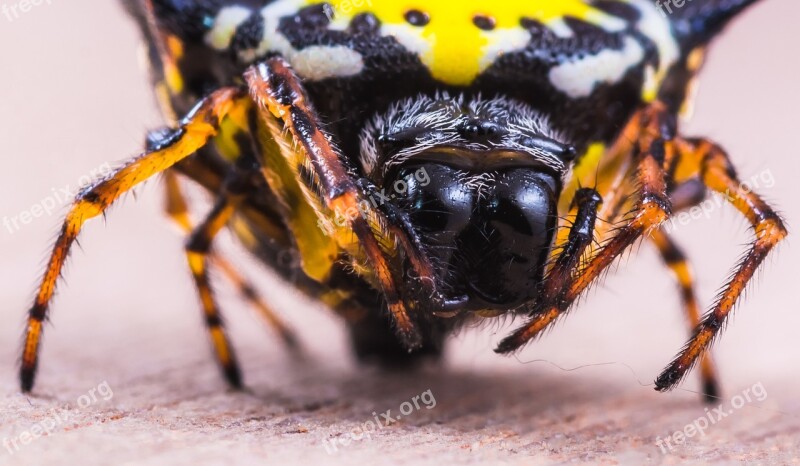 Spider Arachnid Insect Close Up Yellow