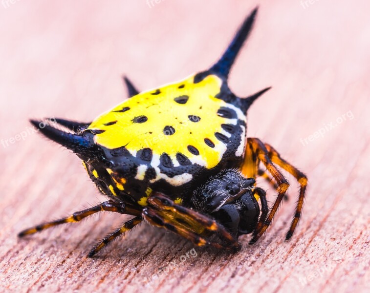 Spider Arachnid Insect Close Up Yellow