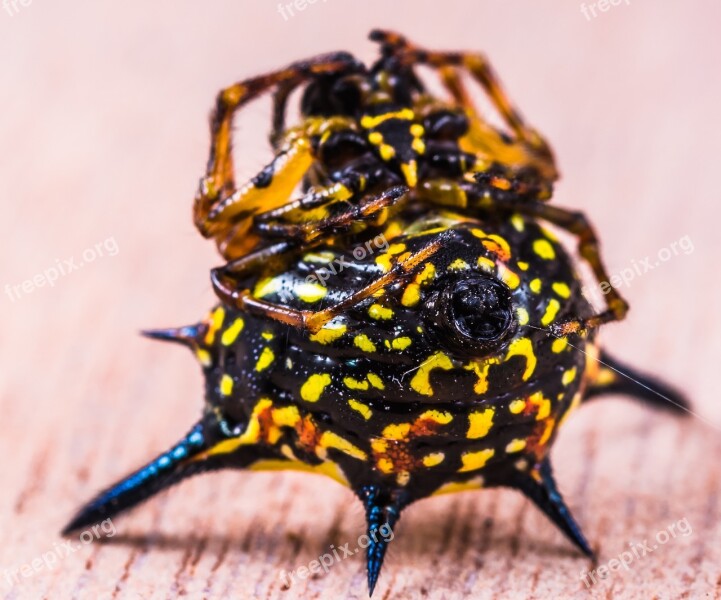 Spider Arachnid Insect Close Up Yellow