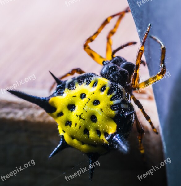 Spider Arachnid Insect Close Up Yellow