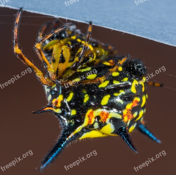 Small Spider Spider Arachnid Insect Close Up