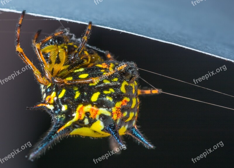 Small Spider Spider Arachnid Insect Close Up