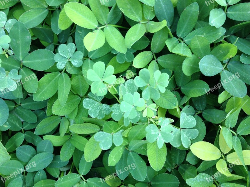 Leaves Background Luck Clover Green