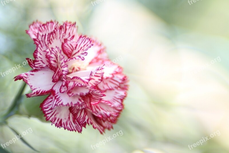 Carnation Flower Pink Dianthus Caryophyllus Nature