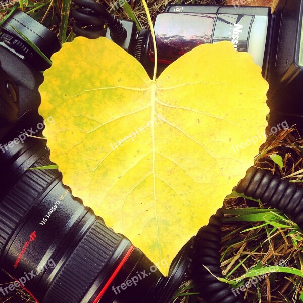 Leaf Yellow Cañoñ Foliage Heart