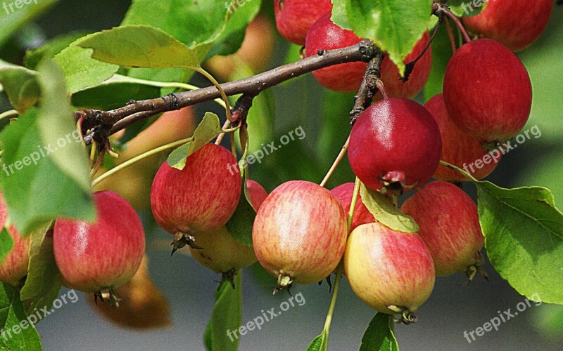 Fruit Nature Apples Foliage Red