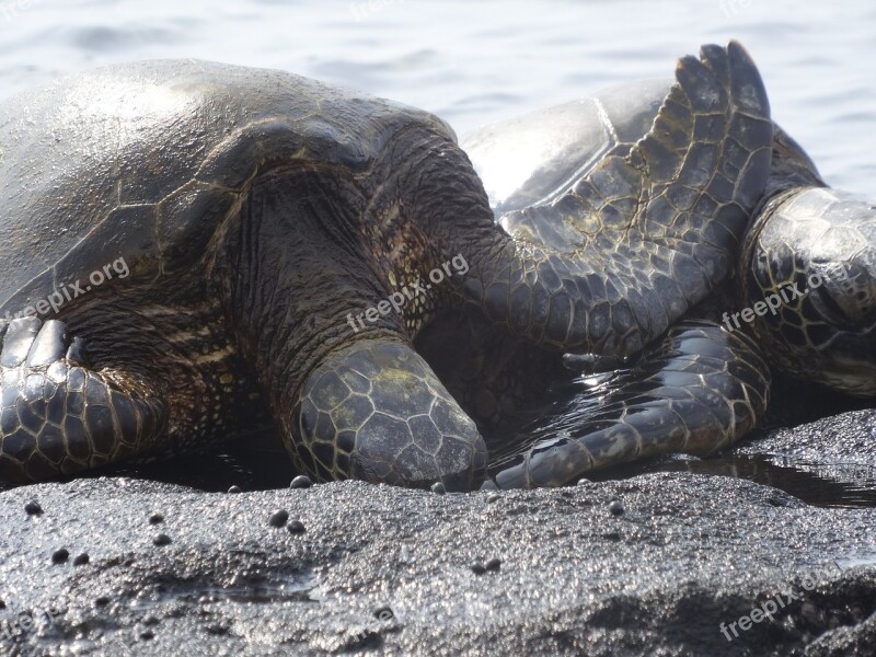 Turtle Sea Sea Turtle Ocean Coast