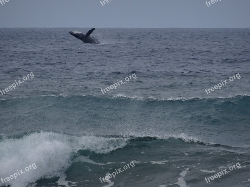 Humpback Whale Wal Ocean Sea Hawaii