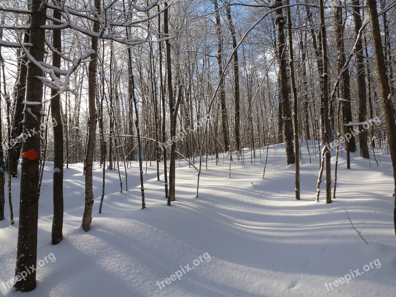 Forest Winter Snow Shadows Trees