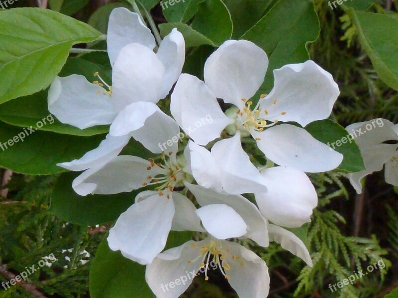 Apple Blossom White Apple Flower Branch