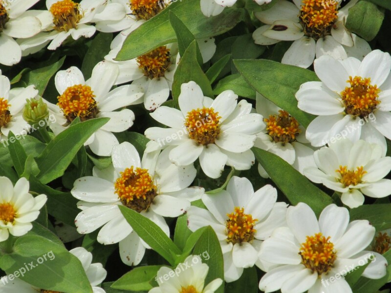 White Daisies Close Up Blooming Daisy Flower