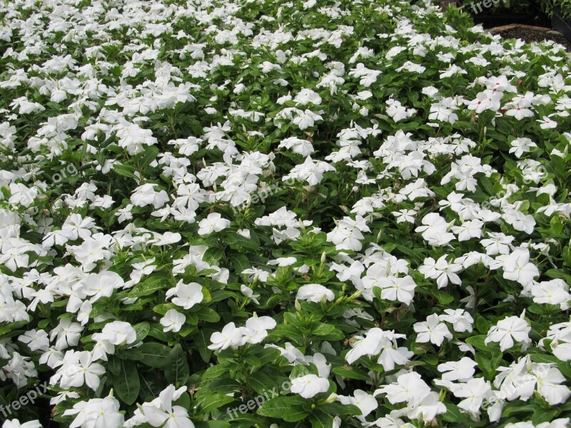 Periwinkle Mass Planting White Plant