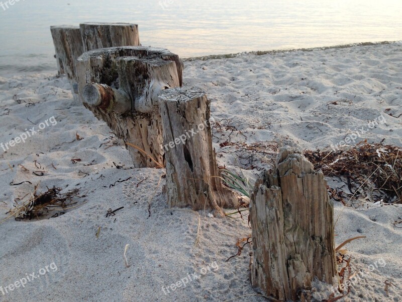 Tree Stump Nature Wood Trunk Sand