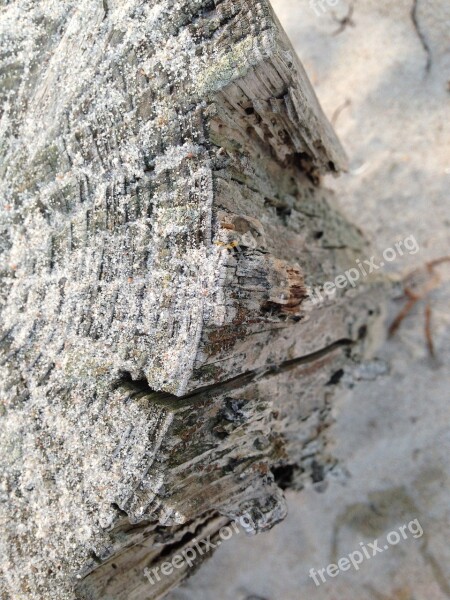 Trunk Tree Nature Wood Brown