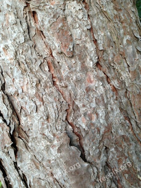 Tree Bark Bark Tree Nature Wood