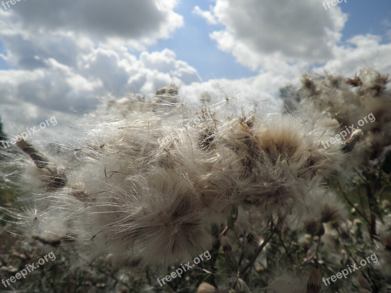 Plant Meadow Thistle Seeds Summer