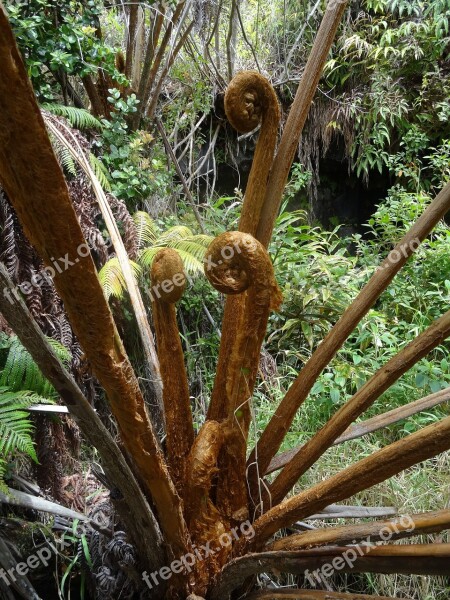 Tree Fern Hawaii Fern Exotic Volcano Park