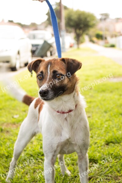 Jack Russell Terrier Dog Canine Puppy