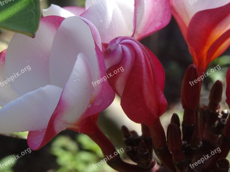 Molokaii Plumeria Blossom Bloom Exotic