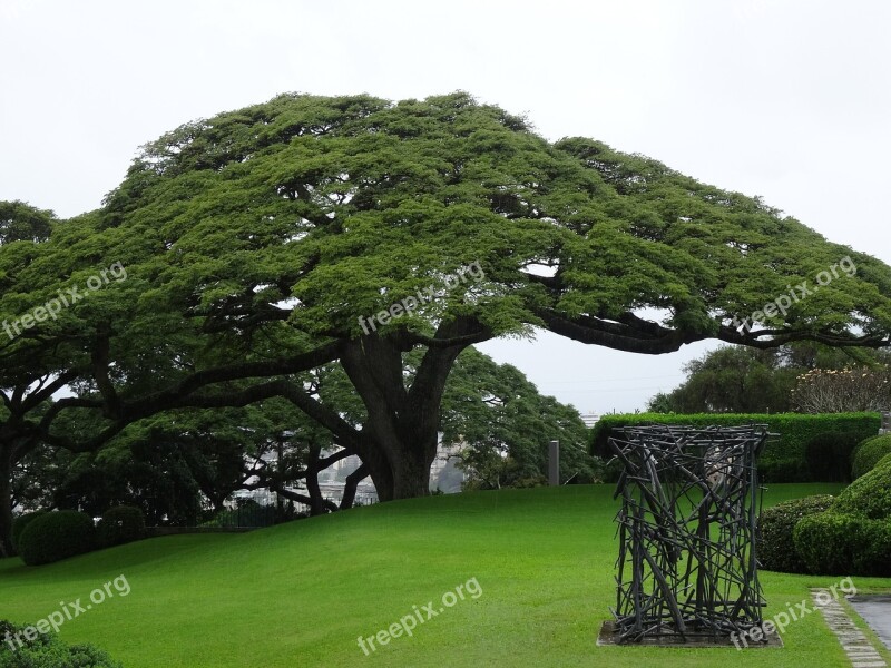 Rain Tree Samanea Saman Tree Mimosengewäch Hawaii