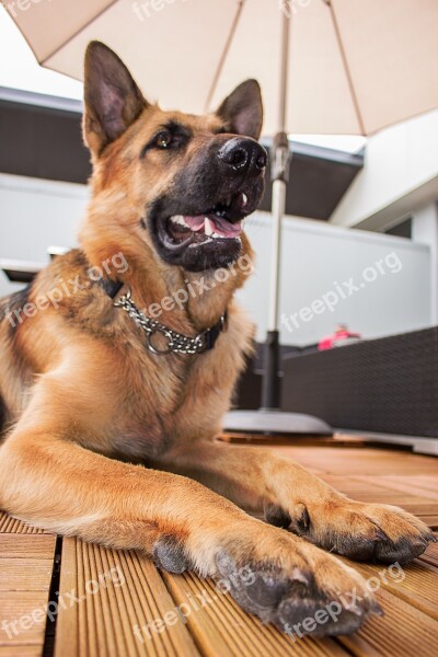 German Shepherd Dog Shepherd Paws Pet