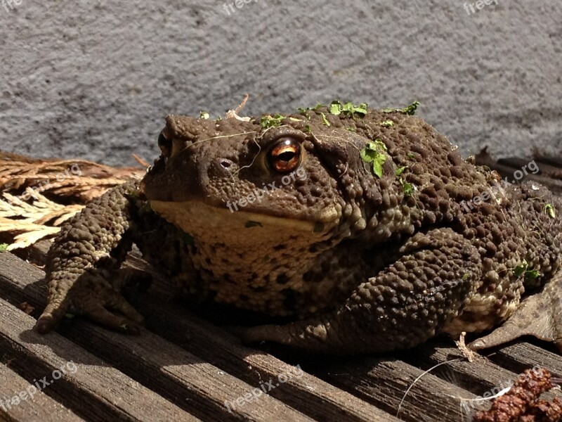 Toad Frog Amphibian Brown Animal