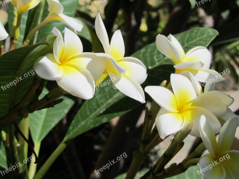 Plumeria Flowers Tenerife Vacations Canary Islands